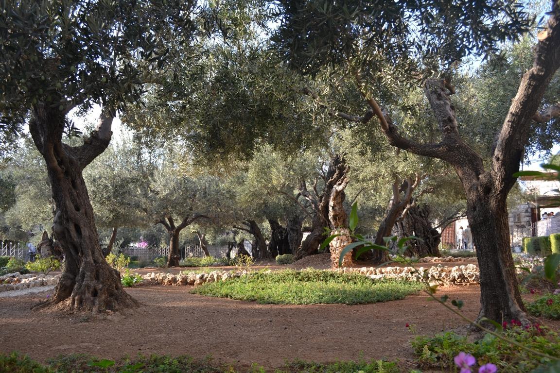 Măslini în Grădina Ghetsimani