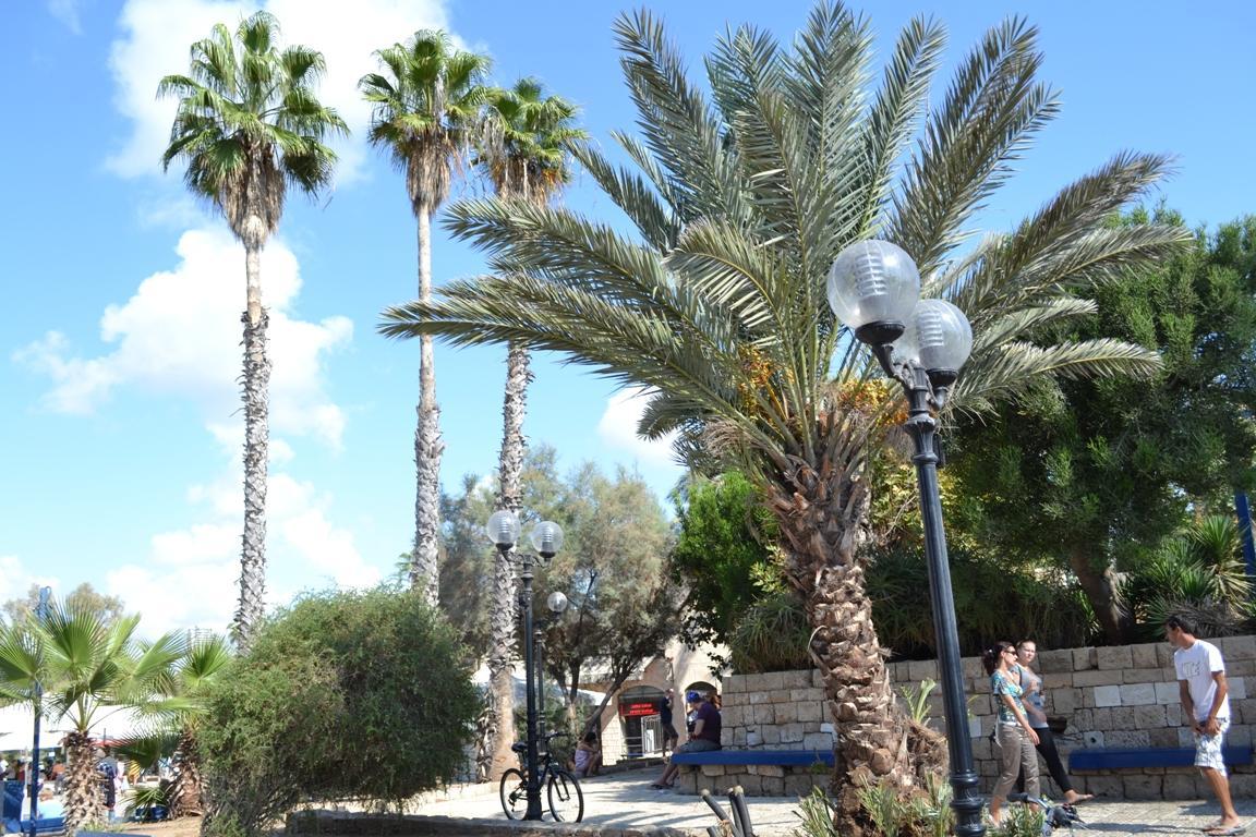 Jaffa